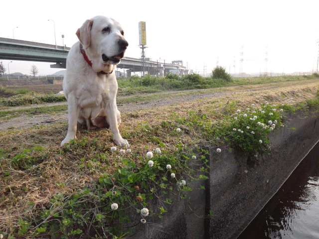 株式会社日食　愛犬ナナ　ゴールデン　ラブラドール　レトリバー　お散歩　シロツメクサ