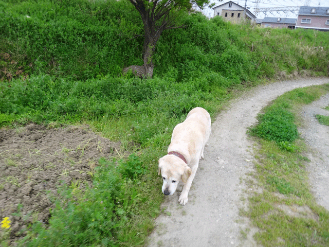 株式会社日食　愛犬ナナ　ゴールデン　ラブラドール　レトリバー　お散歩