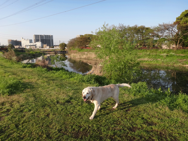 株式会社日食　愛犬ナナ　ゴールデン　ラブラドール　レトリバー　お散歩