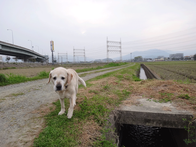 株式会社日食　愛犬ナナ　ゴールデン　ラブラドール　レトリバー　お散歩