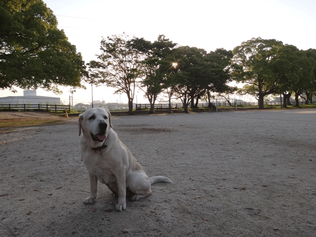 株式会社日食　愛犬ナナ　ゴールデン　ラブラドール　レトリバー　お散歩