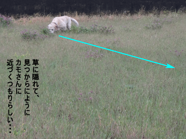 株式会社日食　愛犬ナナ　ゴールデン　ラブラドール　レトリバー　お散歩