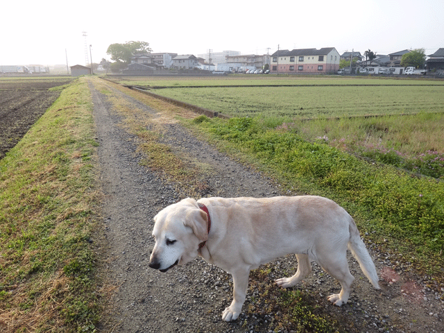 株式会社日食　愛犬ナナ　ゴールデン　ラブラドール　レトリバー　お散歩