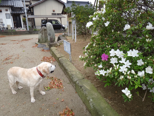 株式会社日食　愛犬ナナ　ゴールデン　ラブラドール　レトリバー　お散歩　つつじ