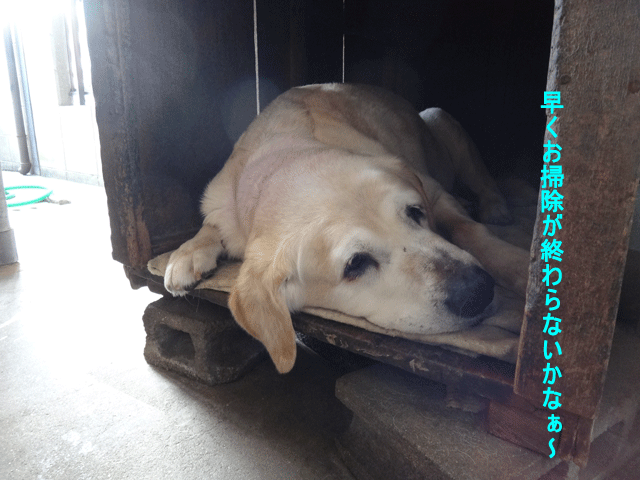 株式会社日食　愛犬ナナ　ゴールデン　ラブラドール　レトリバー　