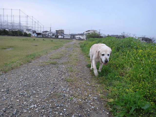 株式会社日食　愛犬ナナ　ゴールデン　ラブラドール　レトリバー　お散歩