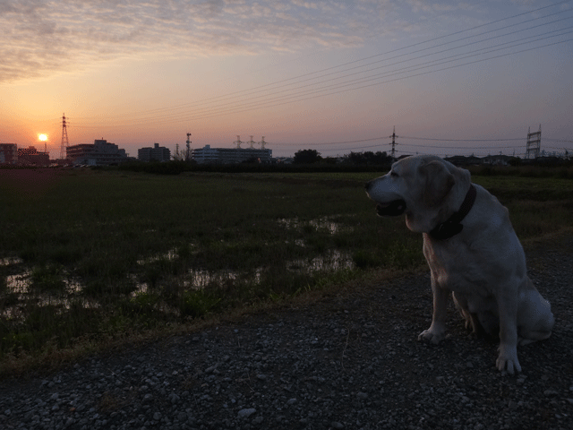 株式会社日食　愛犬ナナ　ゴールデン　ラブラドール　レトリバー　お散歩　夕日