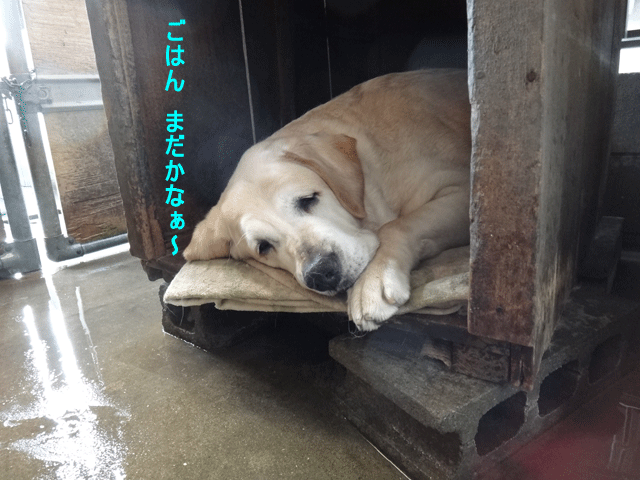 株式会社日食　愛犬ナナ　ゴールデン　ラブラドール　レトリバー