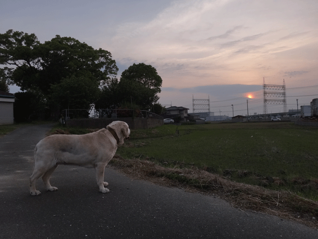 株式会社日食　愛犬ナナ　ゴールデン　ラブラドール　レトリバー　お散歩　夕日