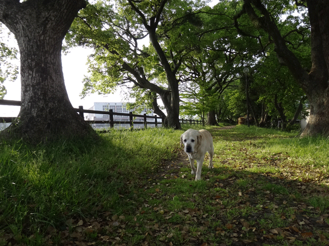 株式会社日食　愛犬ナナ　ゴールデン　ラブラドール　レトリバー　お散歩　