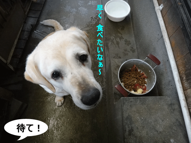 株式会社日食　愛犬ナナ　ゴールデン　ラブラドール　レトリバー