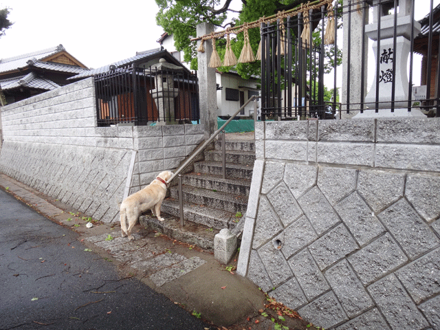 株式会社日食　愛犬ナナ　ゴールデン　ラブラドール　レトリバー　お散歩　