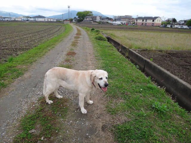 株式会社日食　愛犬ナナ　ゴールデン　ラブラドール　レトリバー　お散歩　