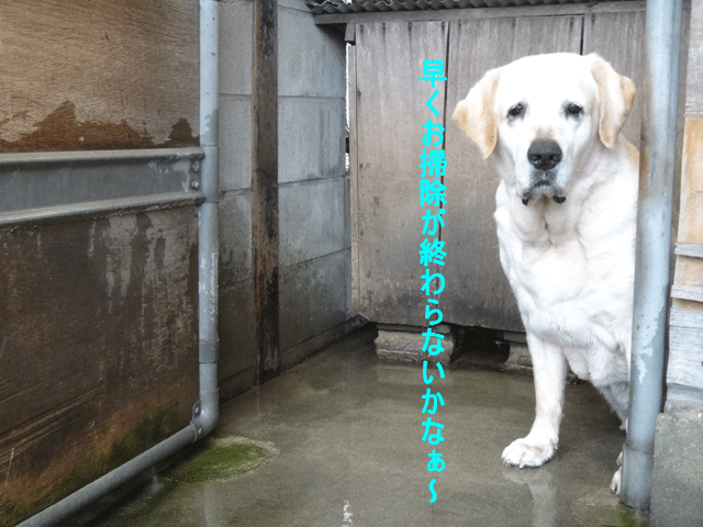 株式会社日食　愛犬ナナ　ゴールデン　ラブラドール　レトリバー