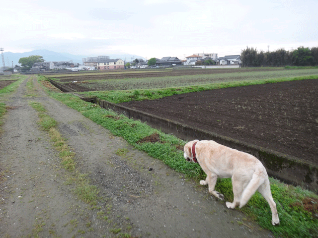 株式会社日食　愛犬ナナ　ゴールデン　ラブラドール　レトリバー　お散歩　