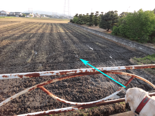 株式会社日食　愛犬ナナ　ゴールデン　ラブラドール　レトリバー　お散歩　マガモ