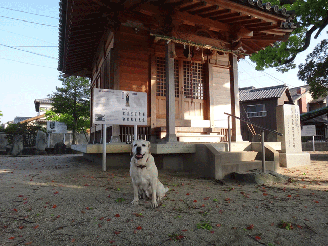 株式会社日食　愛犬ナナ　ゴールデン　ラブラドール　レトリバー　お散歩　伊賀薬師堂