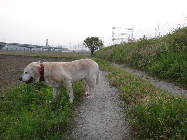 株式会社日食　愛犬ナナ　ゴールデン　ラブラドール　レトリバー　お散歩