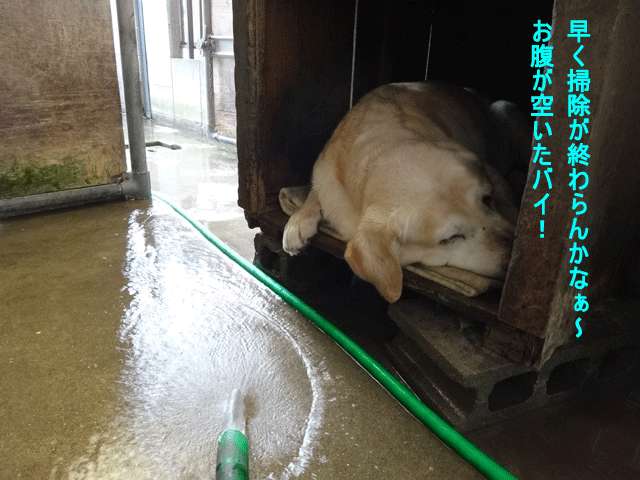 株式会社日食　愛犬ナナ　ゴールデン　ラブラドール　レトリバー　掃除中