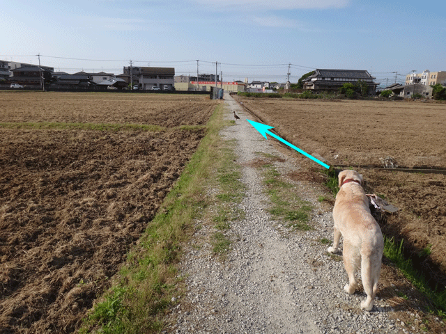 株式会社日食　愛犬ナナ　ゴールデン　ラブラドール　レトリバー　お散歩　マガモ