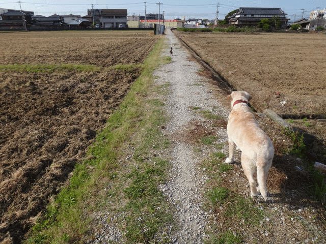 株式会社日食　愛犬ナナ　ゴールデン　ラブラドール　レトリバー　お散歩　マガモ