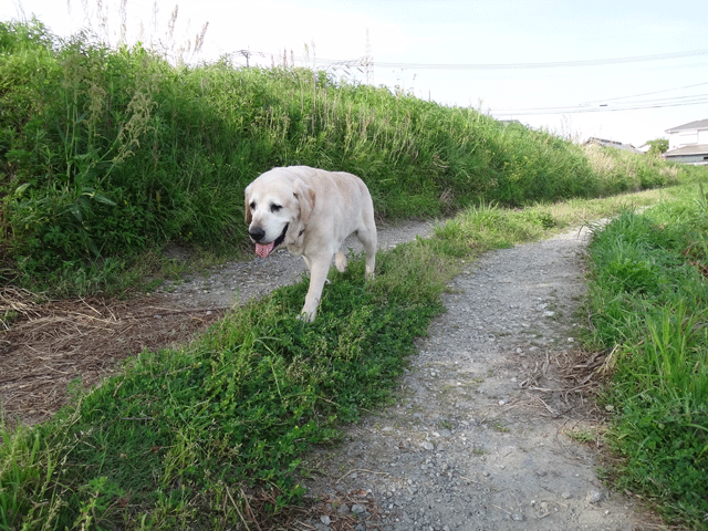 株式会社日食　愛犬ナナ　ゴールデン　ラブラドール　レトリバー　お散歩