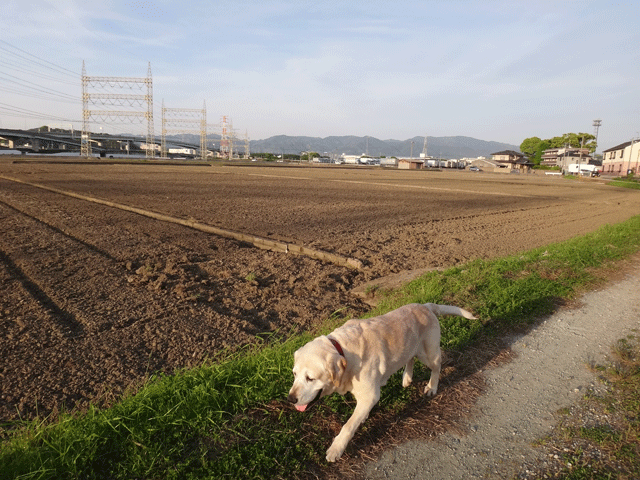 株式会社日食　愛犬ナナ　ゴールデン　ラブラドール　レトリバー　お散歩