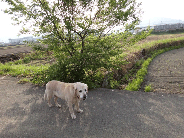 株式会社日食　愛犬ナナ　ゴールデン　ラブラドール　レトリバー　お散歩