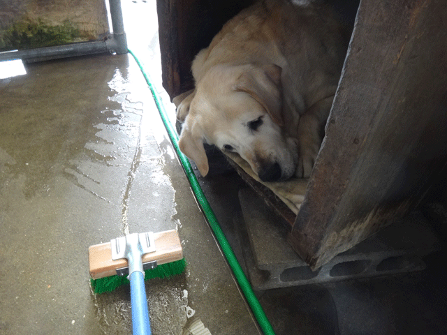 株式会社日食　愛犬ナナ　ゴールデン　ラブラドール　レトリバー