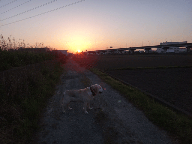 株式会社日食　愛犬ナナ　ゴールデン　ラブラドール　レトリバー　お散歩