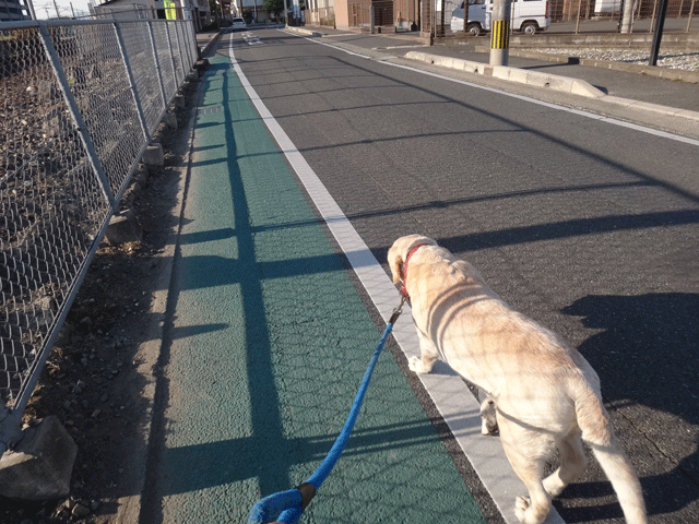 株式会社日食　愛犬ナナ　ゴールデン　ラブラドール　レトリバー　お散歩