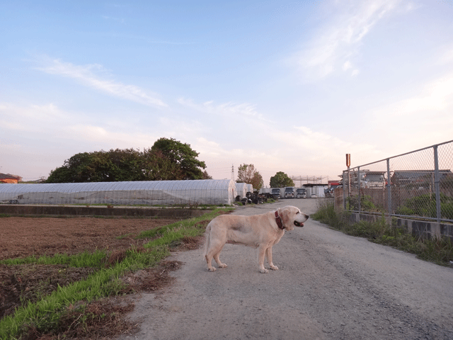 株式会社日食　愛犬ナナ　ゴールデン　ラブラドール　レトリバー　お散歩