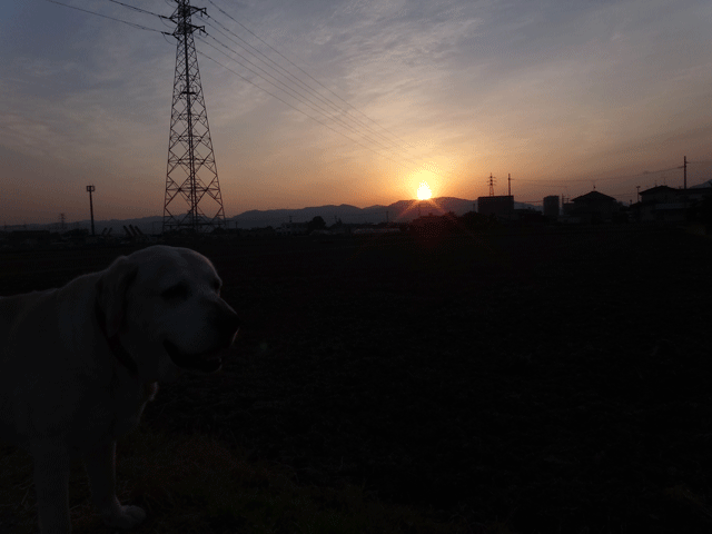 株式会社日食　愛犬ナナ　ゴールデン　ラブラドール　レトリバー　お散歩　日の出