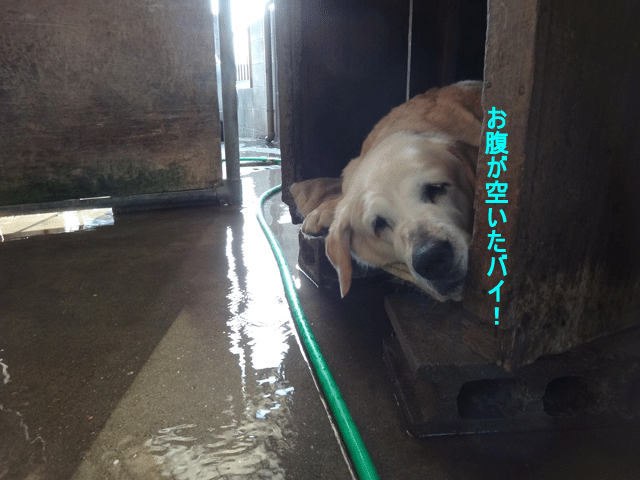 株式会社日食　愛犬ナナ　ゴールデン　ラブラドール　レトリバー