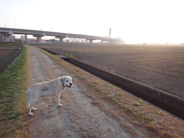 株式会社日食　愛犬ナナ　ゴールデン　ラブラドール　レトリバー　お散歩　日の出