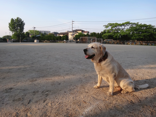 株式会社日食　愛犬ナナ　ゴールデン　ラブラドール　レトリバー　お散歩