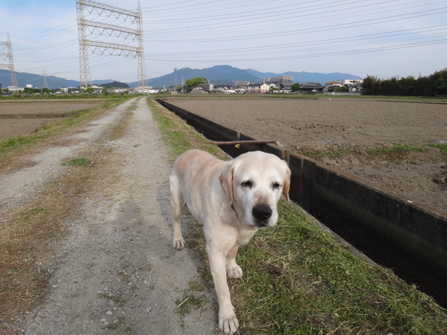 株式会社日食　愛犬ナナ　ゴールデン　ラブラドール　レトリバー　お散歩