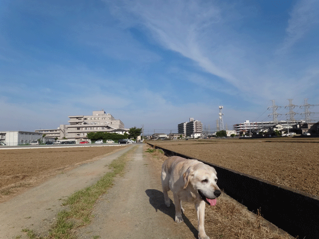 株式会社日食　愛犬ナナ　ゴールデン　ラブラドール　レトリバー　お散歩　