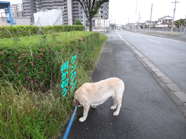 株式会社日食　愛犬ナナ　ゴールデン　ラブラドール　レトリバー　お散歩　