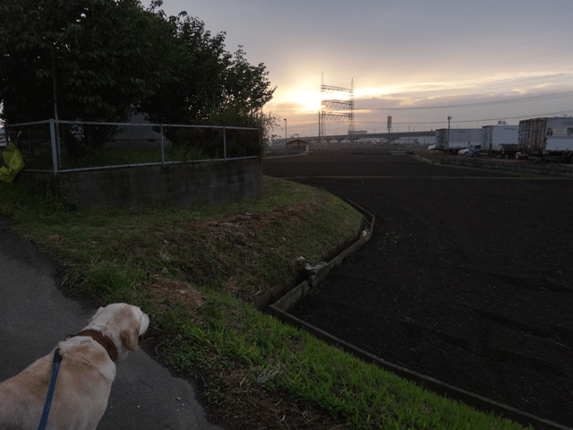 株式会社日食　愛犬ナナ　ゴールデン　ラブラドール　レトリバー　お散歩　夕日