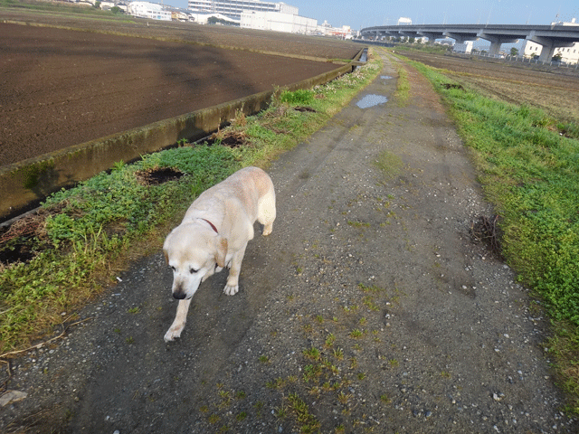 株式会社日食　愛犬ナナ　ゴールデン　ラブラドール　レトリバー　お散歩