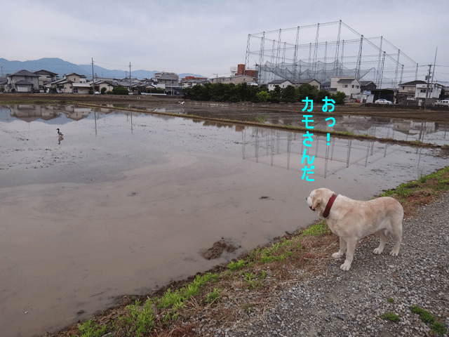 株式会社日食　愛犬ナナ　ゴールデン　ラブラドール　レトリバー　お散歩　マガモ　オス