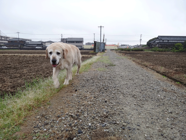 株式会社日食　愛犬ナナ　ゴールデン　ラブラドール　レトリバー　お散歩