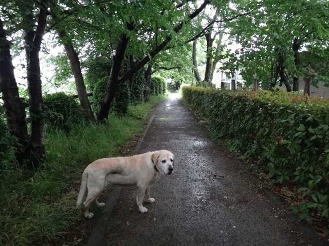 株式会社日食　愛犬ナナ　ゴールデン　ラブラドール　レトリバー　お散歩