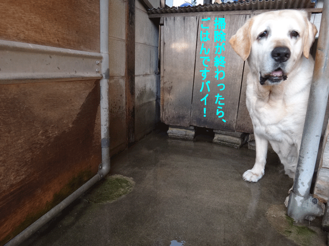 株式会社日食　愛犬ナナ　ゴールデン　ラブラドール　レトリバー