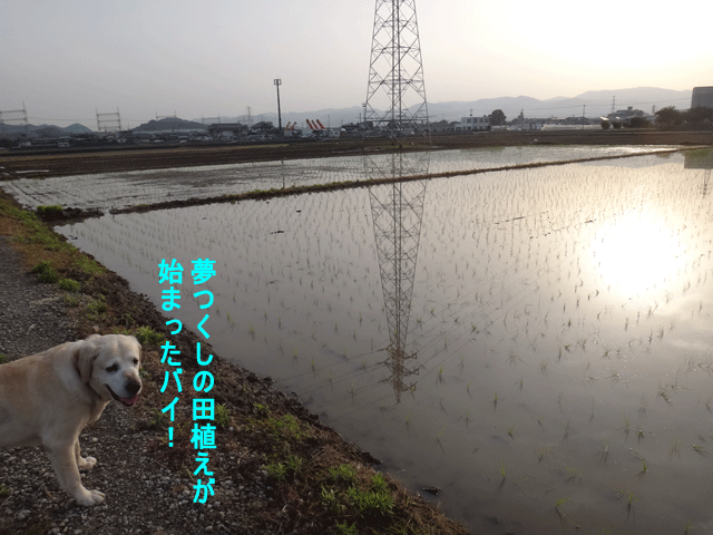 株式会社日食　愛犬ナナ　ゴールデン　ラブラドール　レトリバー　お散歩