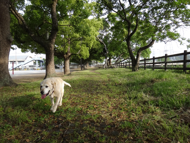 株式会社日食　愛犬ナナ　ゴールデン　ラブラドール　レトリバー　お散歩