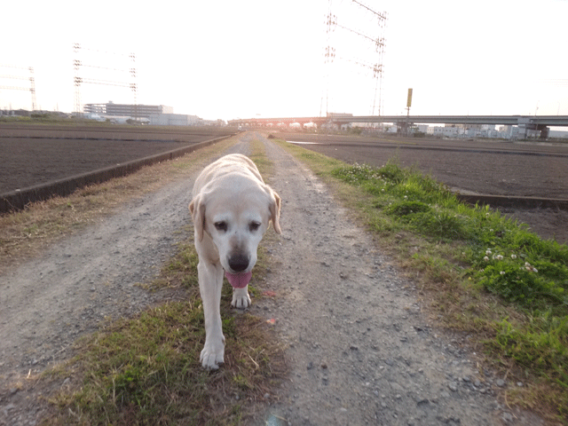 株式会社日食　愛犬ナナ　ゴールデン　ラブラドール　レトリバー　お散歩