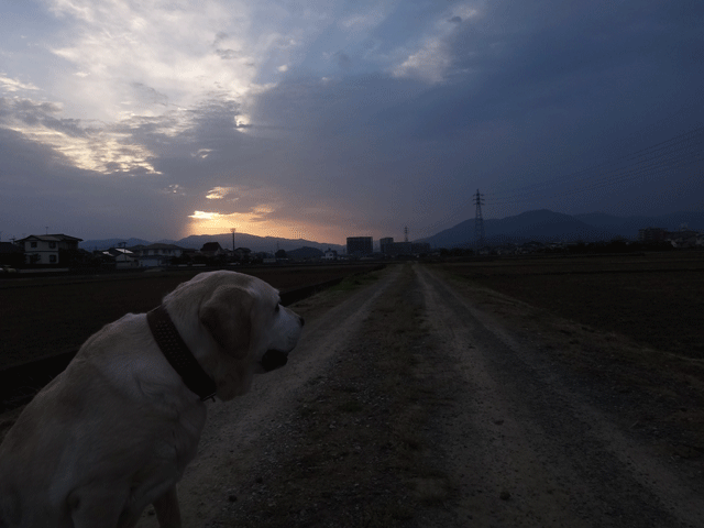 株式会社日食　愛犬ナナ　ゴールデン　ラブラドール　レトリバー　お散歩