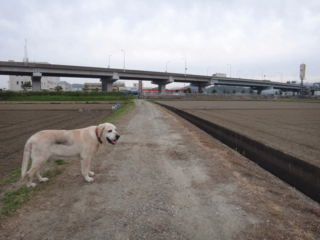 株式会社日食　愛犬ナナ　ゴールデン　ラブラドール　レトリバー　お散歩